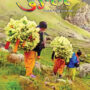 Phulari